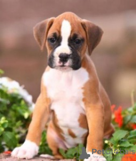 Photo №1. boxer - for sale in the city of Geneva | negotiated | Announcement № 124414