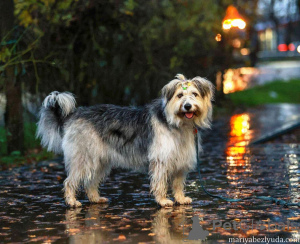 Photo №4. I will sell non-pedigree dogs in the city of Moskova. private announcement - price - Is free