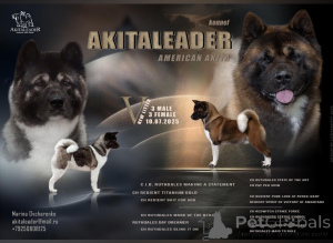 Photo №1. american akita - for sale in the city of Moscow river | negotiated | Announcement № 155108