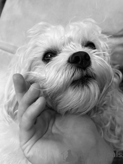 Photo №1. maltese dog - for sale in the city of Helsinki | 619$ | Announcement № 169153