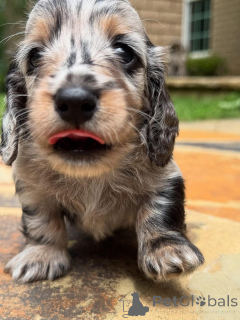 Photo №2 to announcement № 161828 for the sale of dachshund - buy in Switzerland breeder