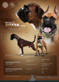 Photo №1. boxer - for sale in the city of Tashkent | negotiated | Announcement № 110716