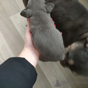 Photo №1. french bulldog - for sale in the city of Weiden | 1560$ | Announcement № 32967