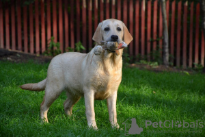 Photo №1. labrador retriever - for sale in the city of Киурувеси | 1162$ | Announcement № 113540