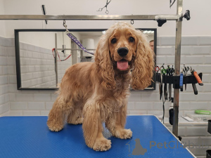 Photo №2 to announcement № 157082 for the sale of english cocker spaniel - buy in United Kingdom private announcement