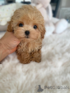 Photo №2 to announcement № 163590 for the sale of maltipu - buy in Germany breeder