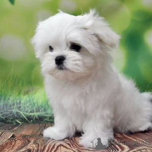 Photo №2 to announcement № 25291 for the sale of maltese dog - buy in Germany breeder