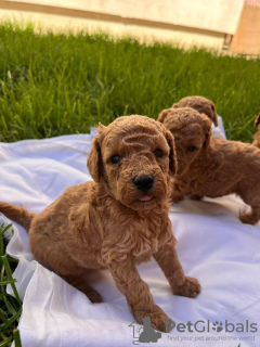 Photo №2 to announcement № 102483 for the sale of poodle (toy) - buy in Serbia 