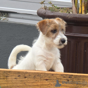 Photo №3. Adorable & Energetic Jack Russell Terrier Puppies Ready for Adventure!. Germany