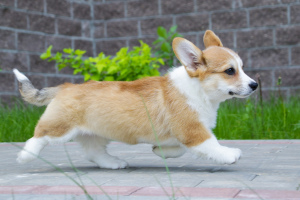 Photo №2 to announcement № 2535 for the sale of welsh corgi - buy in Russian Federation private announcement
