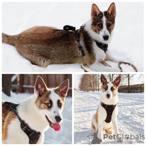 Photo №1. non-pedigree dogs - for sale in the city of Москва | Is free | Announcement № 79160