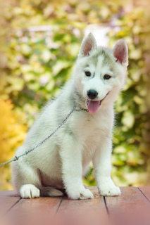 Photo №3. Cute boy husky. Russian Federation