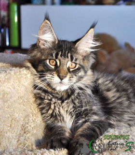 Photo №3. Maine Coon Boy Ready to Move. Russian Federation