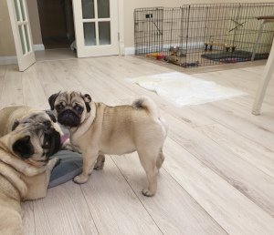 Photo №3. Pug puppy girl. Russian Federation