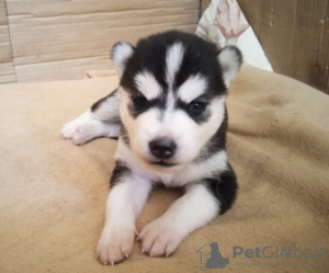 Additional photos: Husky babies