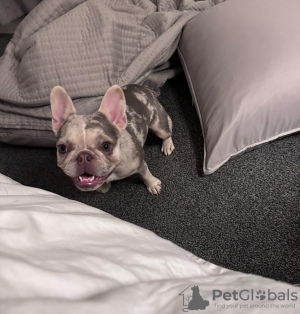 Photo №2 to announcement № 131513 for the sale of french bulldog - buy in United States breeder