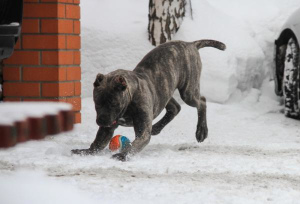 Photo №4. I will sell cane corso in the city of Moscow. private announcement - price - 483$