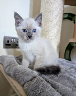 Photo №1. siamese cat - for sale in the city of Andelst | 310$ | Announcement № 172852