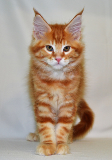 Photo №2 to announcement № 5559 for the sale of maine coon - buy in Ukraine from nursery