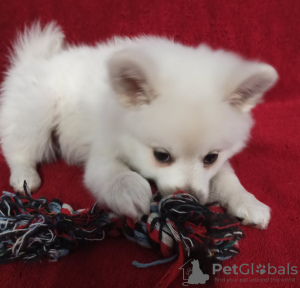 Photo №2 to announcement № 9770 for the sale of german spitz - buy in Slovakia private announcement