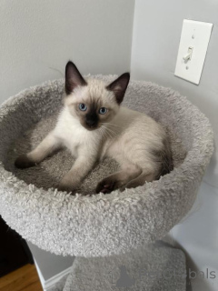 Photo №1. balinese cat - for sale in the city of Böbingen-on-Remes | 361$ | Announcement № 173624