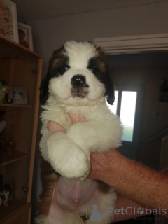 Photo №4. I will sell st. bernard in the city of Digernäs. private announcement, breeder - price - 1239$