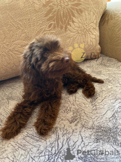 Additional photos: Toy poodle puppies for sale. Miniature poodle