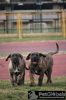 Photo №2 to announcement № 134574 for the sale of perro de presa canario - buy in Serbia private announcement