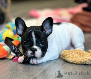 Photo №4. I will sell french bulldog in the city of Madrid.  - price - Is free