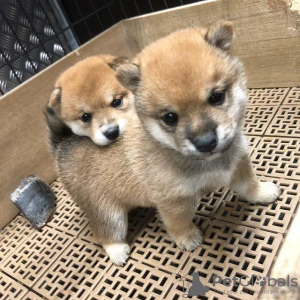Photo №1. shiba inu - for sale in the city of Birkirkara | Is free | Announcement № 82061
