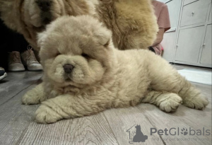Photo №4. I will sell chow chow in the city of London. private announcement - price - 423$