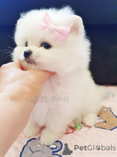 Photo №2 to announcement № 144425 for the sale of pomeranian - buy in Georgia private announcement, from nursery, breeder