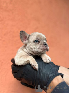 Photo №2 to announcement № 155619 for the sale of french bulldog - buy in Serbia 
