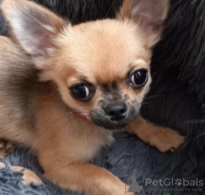 Photo №2 to announcement № 49962 for the sale of chihuahua - buy in Tajikistan private announcement