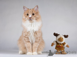 Photo №3. Murchik is the most affectionate, friendly and contact cat.. Russian Federation