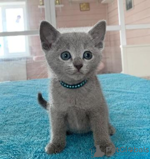 Photo №1. russian blue - for sale in the city of Антверпен | 370$ | Announcement № 120695