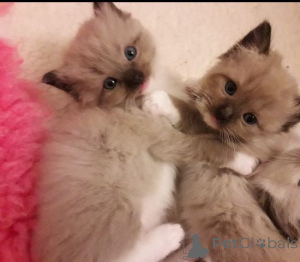 Photo №2 to announcement № 135281 for the sale of ragdoll - buy in Czech Republic 