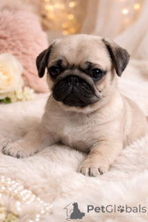 Photo №3. Gorgeous handsome guy!. Ukraine