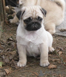 Photo №1. pug - for sale in the city of Prague | negotiated | Announcement № 166346