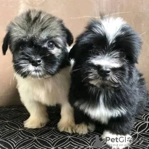 Photo №2 to announcement № 75809 for the sale of havanese dog - buy in Lithuania private announcement, breeder