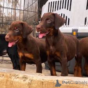 Photo №2 to announcement № 164214 for the sale of dobermann - buy in United Kingdom private announcement, breeder