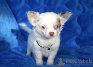 Photo №2 to announcement № 98098 for the sale of chihuahua - buy in Austria private announcement