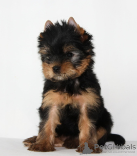 Photo №4. I will sell yorkshire terrier in the city of Minsk. breeder - price - 532$
