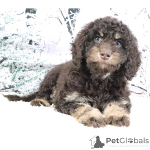 Photo №4. I will sell golden retriever in the city of City of London. private announcement - price - negotiated