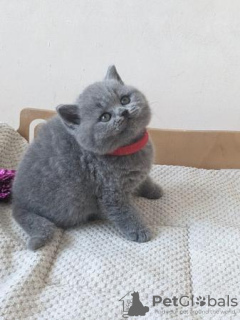 Photo №2 to announcement № 108592 for the sale of british shorthair - buy in Germany 