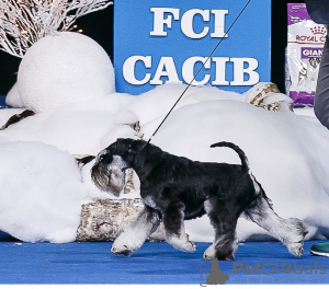Photo №2 to announcement № 7988 for the sale of schnauzer - buy in Ukraine breeder