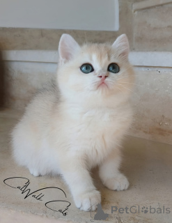 Photo №2 to announcement № 135605 for the sale of british shorthair - buy in Turkey breeder