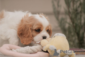 Photo №4. I will sell cavalier king charles spaniel in the city of Wyoming.  - price - negotiated