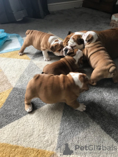 Photo №3. Top bloodline English bulldog puppies available for sale. Denmark