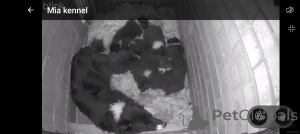 Photo №1. border collie - for sale in the city of Husden-Solder | negotiated | Announcement № 166943